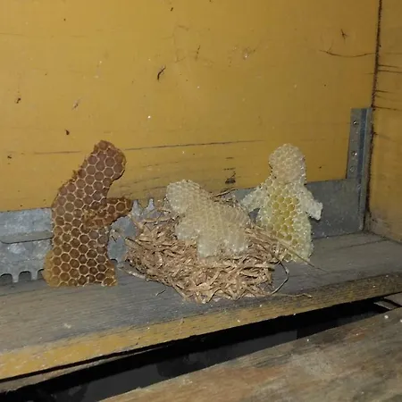 مزرعة للإقامة Mal Parata ألبينغا