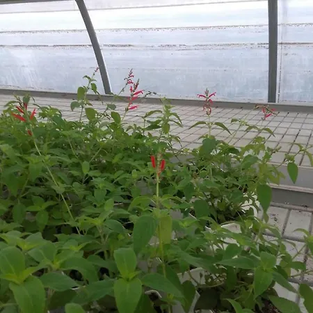 Feriegård Mal Parata